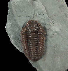 Real Flexicalymene trilobite for sale