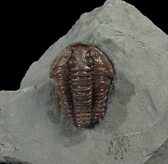 Real Flexicalymene trilobite for sale
