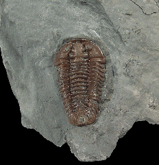 Flexicalymene trilobite for sale
