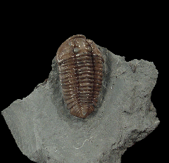 Real Flexicalymene trilobite for sale