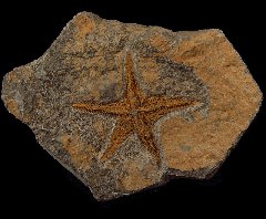Star Fish fossil for sale | Buried Treasure Fossils