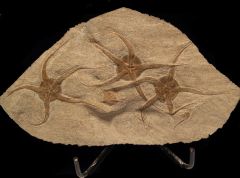 Brittle Star