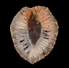 Large Araucaria pine cone for sale 