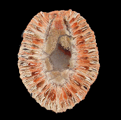 Colorful Araucaria pine cone polished half for sale | Buried Treasure Fossils