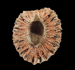 Fossil pine cone for sale