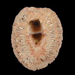Araucaria sliced pine cone from Argentina