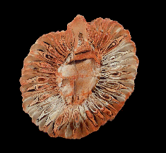 Colorful Araucaria pine cone polished half for sale | Buried Treasure Fossils