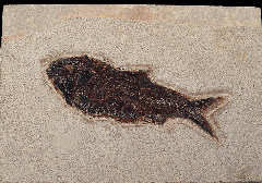 Knightia eocaena