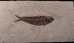 Knightia eocaena