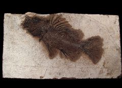 Priscacara serrata fish for sale | Buried Treasure Fossils