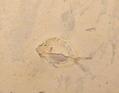 Satericthys sp.