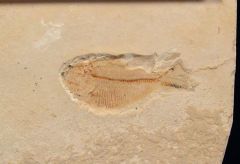 Satericthys sp.