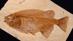 Phareodus encaustus