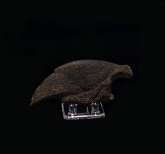 Megalonyx leptostomus (Ground Sloth claw)