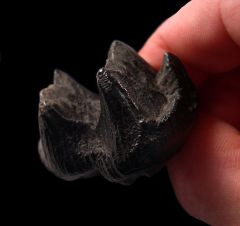 Fossil Tapir tooth | Buried Treasure Fossils