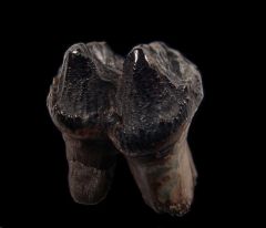 Tapirus sp. tooth | Buried Treasure Fossils
