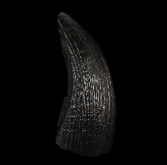 Pleistocene Giant Beaver tooth