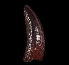 Castoroides leiseyorum tooth