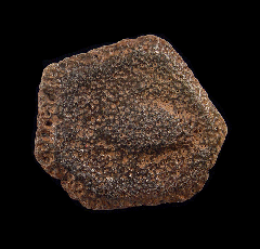 Giant Armadillo scute from Florida | Buried Treasure Fossils