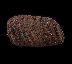 Capybara tooth fossil - So. Carolina | Buried Treasure Fossils