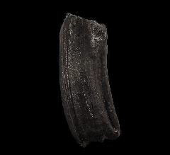 Fossil Horse tooth for sale | Buried Treasure Fossil