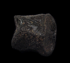 Equus fossil horse tooth for sale | Buried Treasure Fossils
