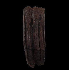 Fossil Equus horse tooth | Buried Treasure Fossils
