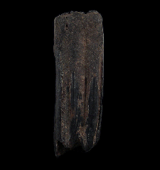 Ice Age fossil horse tooth | Buried Treasure Fossils