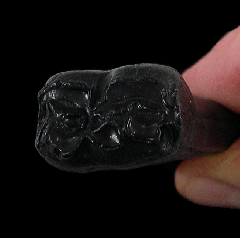 Fossil horse tooth from So. Carolina for sale | Buried Treasure Fossils