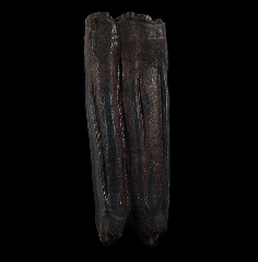 Equus fossil horse tooth for sale | Buried Treasure Fossils