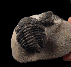 Rare Ceretarges spiny Moroccan trilobite for sale | Buried Treasure Fossils