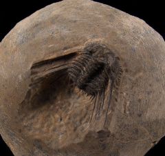 Leonaspis trilobite for sale | Buried Treasure Fossil