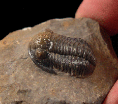 Gerastos trilobite from Morocco for sale | Buried Treasure Fossils