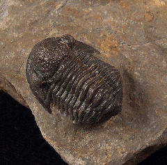 Gerastos trilobite from Morocco for sale
