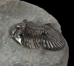 Scabriscutellum furficerum trilobite