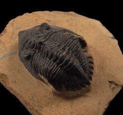 Metacanthina trilobite from Morocco for sale | Buried Treasure Fossils