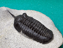 Morocconites trilobite | Buried Treasure Fossils
