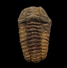 Ordovician Calymene trilobite #68