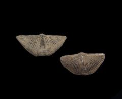 Canadian Brachiopods for sale - Devonian | Buried Treasure Fossils
