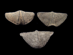 Real Canadian Brachiopods for sale | Buried Treasure Fossils