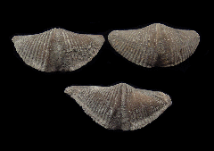 Real Devonian Brachiopods for sale | Buried Treasure Fossils