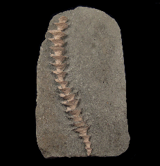 Archimedes sp. - Bryozoan