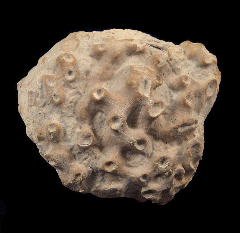 Fossil Sponge | Buried Treasure Fossils