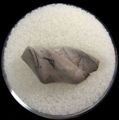 Deltoptychius tooth | Buried Treasure Fossils