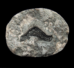 Arpagodus tooth | Buried Treasure Fossils