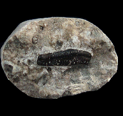 Hybodus tooth | Buried Treasure Fossils