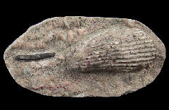 Hybodus shark tooth | Buried Treasure Fossils
