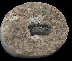 Peripristis semicircularis tooth for sale | Buried Treasure Fossils