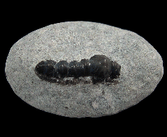 Campodus tooth | Buried Treasure Fossils