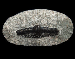 Orodus tooth | Buried Treasure Fossils